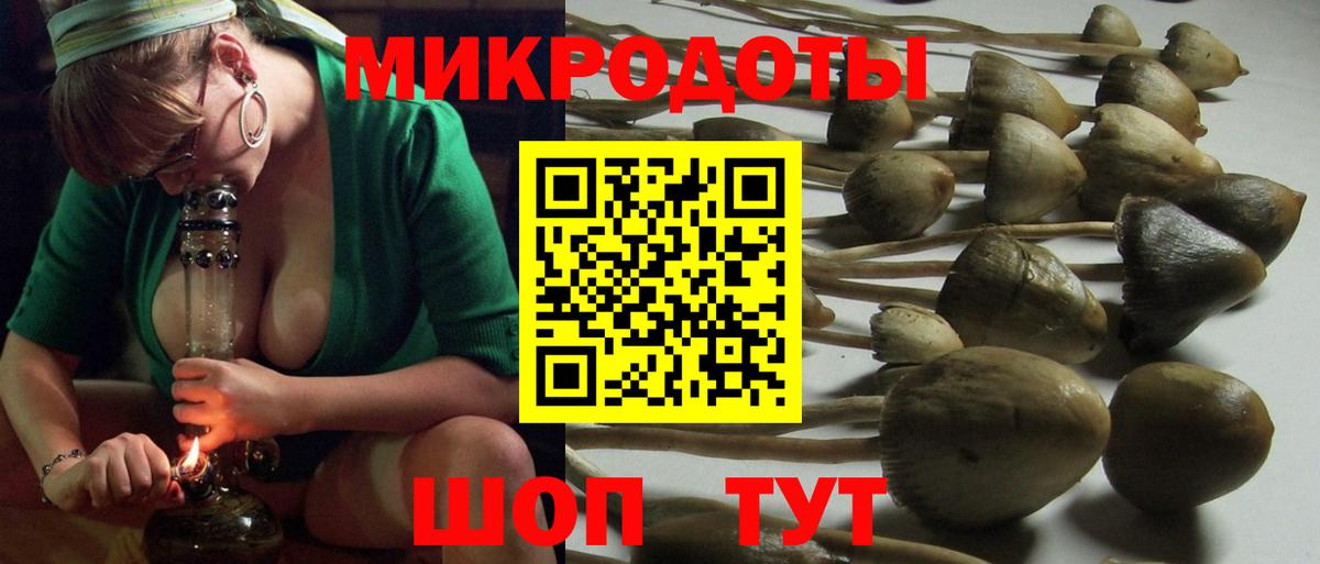 Псилоцибиновые грибы Psilocybe Междуреченск